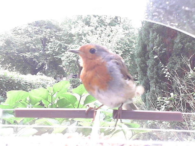 A picture of a robin on a bird feeder
