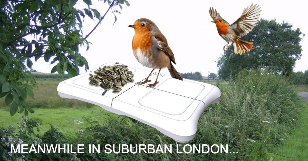 An image of robins eating bird seed off a wii fit balance board with the caption meanwhile in suburban south london