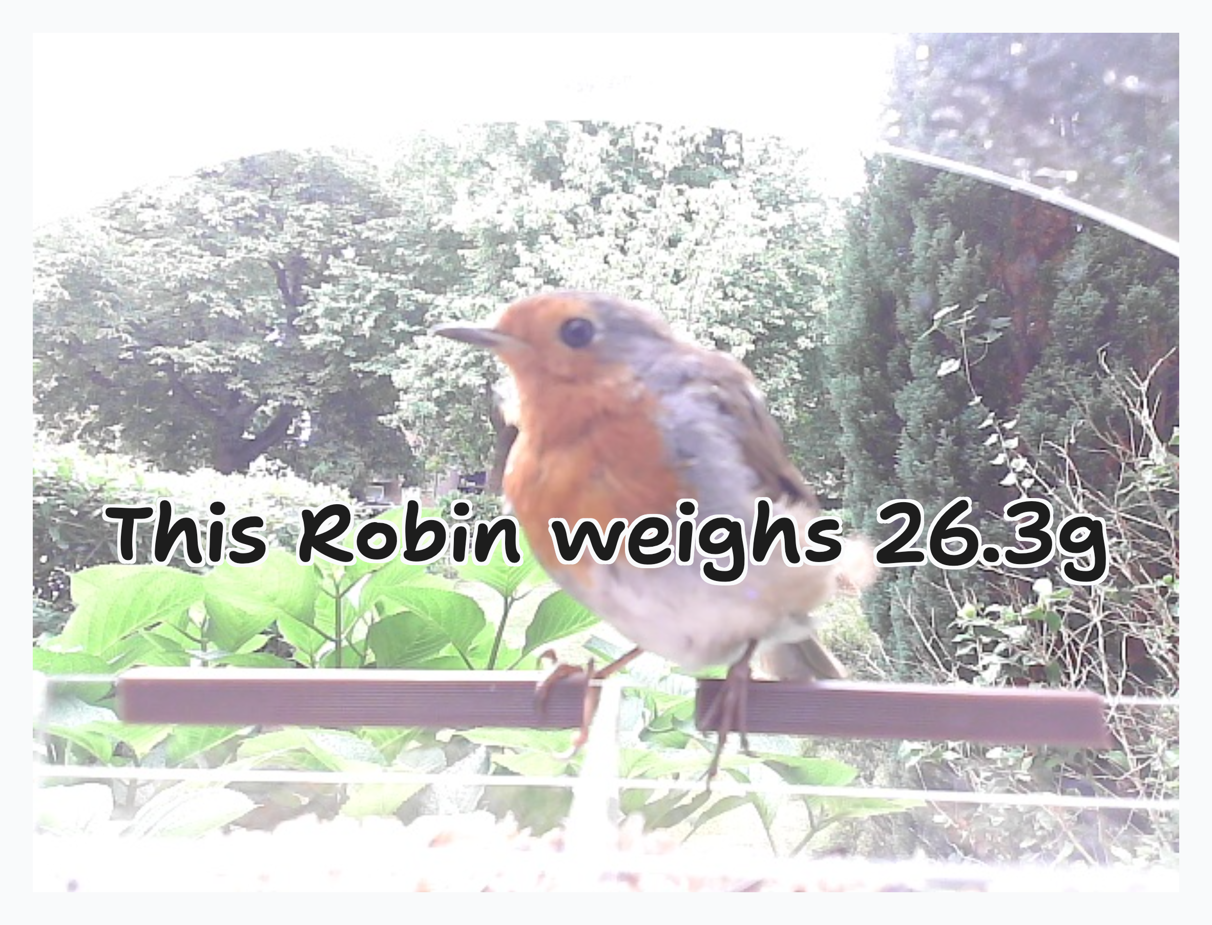An image of robins eating bird seed with the text this robin weighs 26.3g